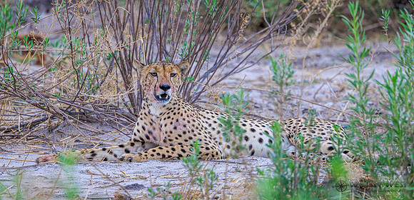 Cheetah