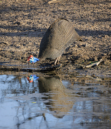 Helmeted Guineafowl