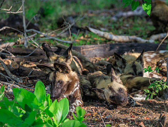 African Wild Dog