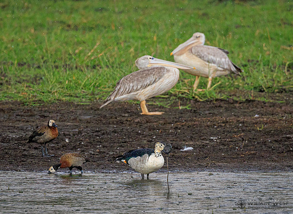 Pink-backed Pelican, White-faced Whistling Duck, Knob-billed Duck