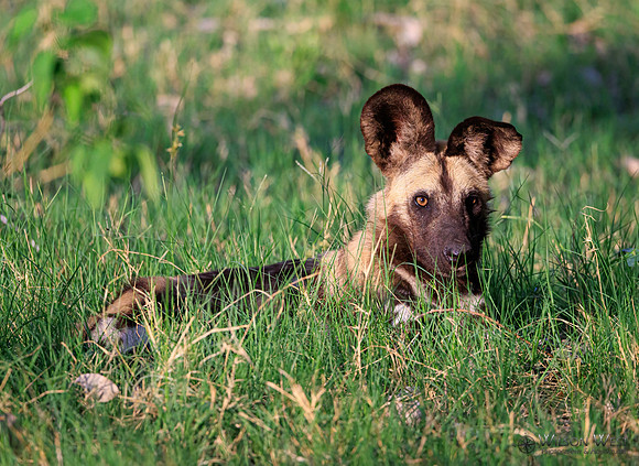 African Wild Dog