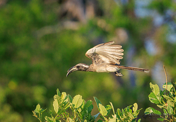 Gray Hornbill