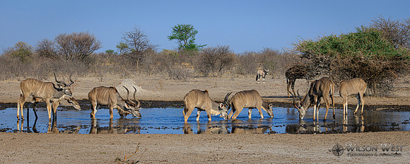 Greater Kudu