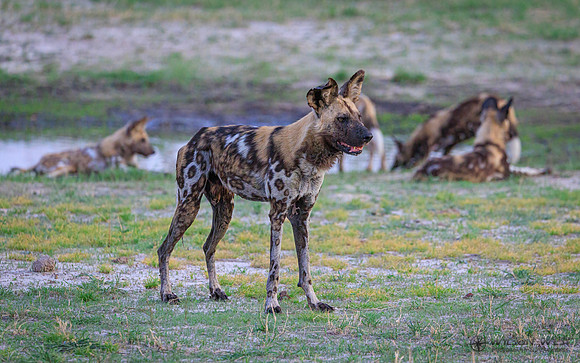 African Wild Dog