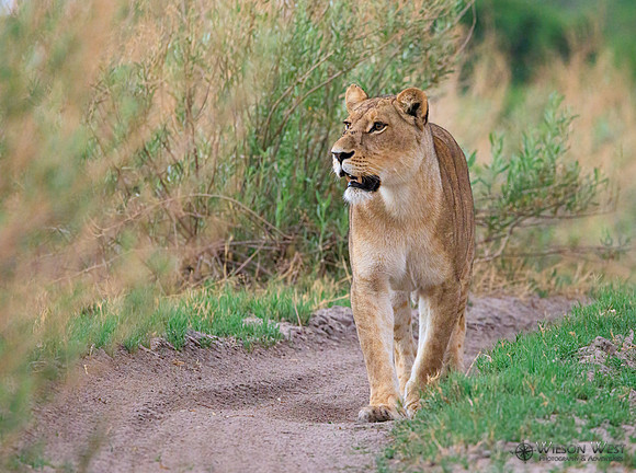 Lion