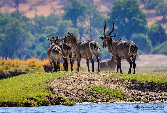 Common Waterbuck