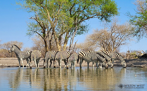 Burchell's Zebra