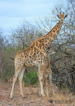 Giraffe