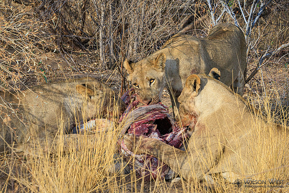 Lions eating a kudu