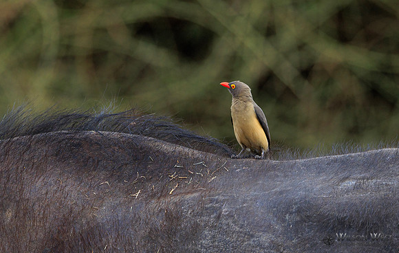 Cape Buffalo, Red-billed Oxpecker
