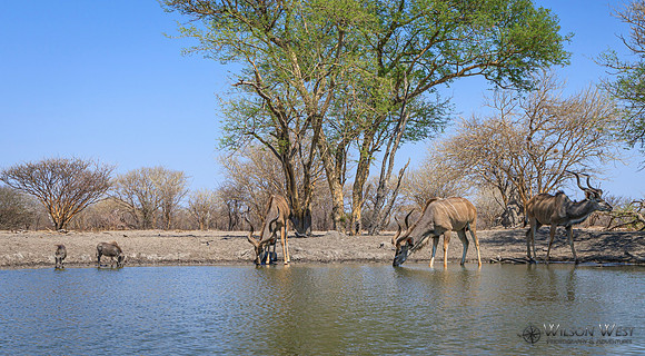 Greater Kudu