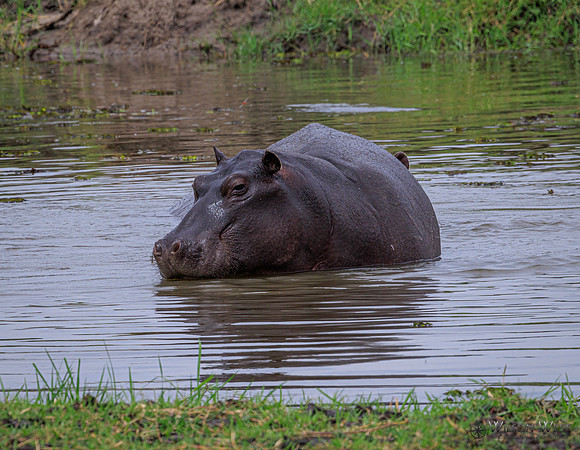 Hippopotamus