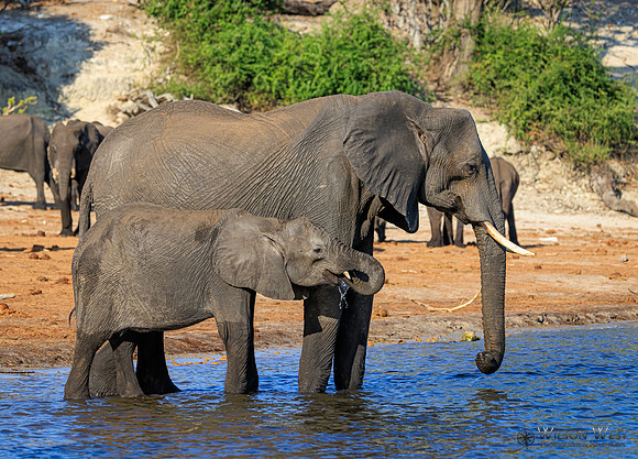 Elephant
