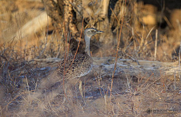 Thick-knee