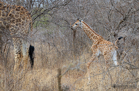 Giraffe