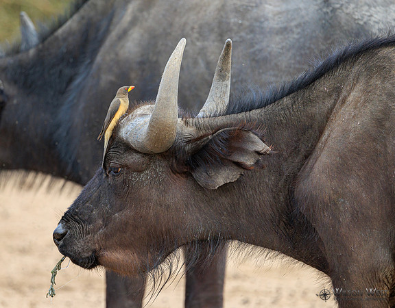 Cape Buffalo, Red-billed Oxpecker