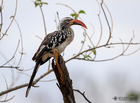Red-billed Hornbill
