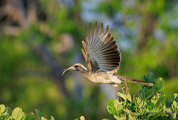 Gray Hornbill