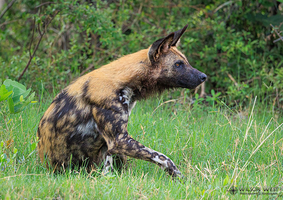 African Wild Dog