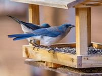 Madera Canyon - Other Birds