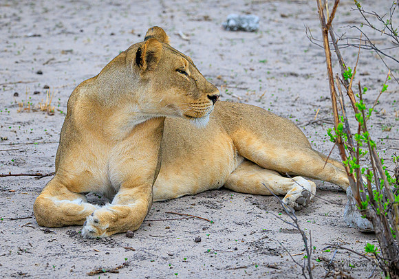 Lion