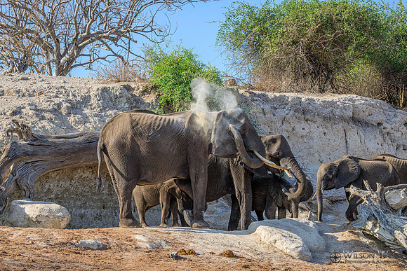 Elephant