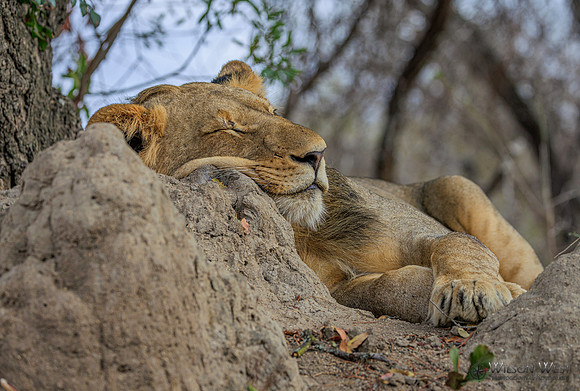 Lion