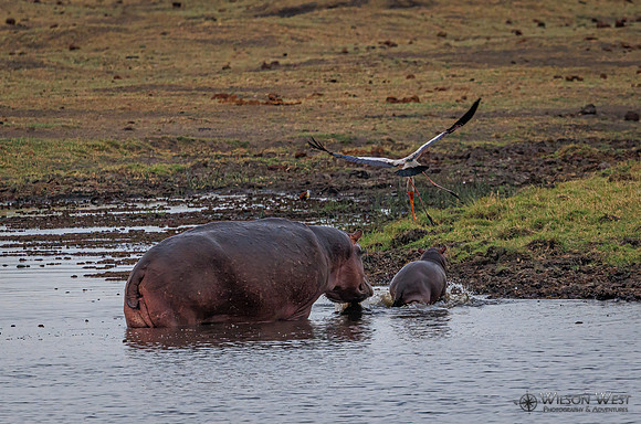Hippopotamus