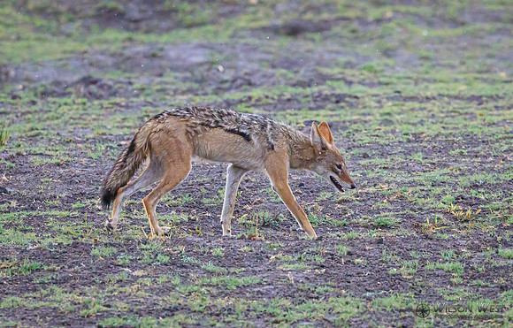 Black-backed Jackal