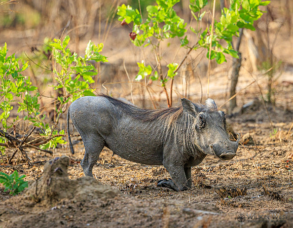 Warthog