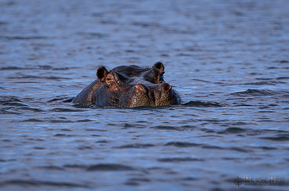 Hippopotamus
