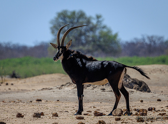 Sable Antelope, Red-billed Oxpecker