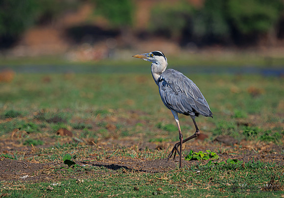 Gray Heron