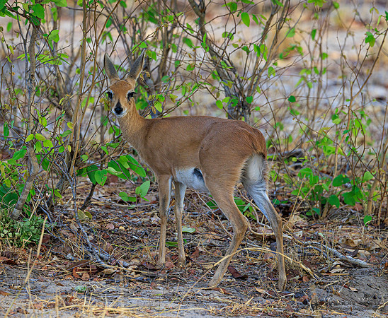 Steenbok