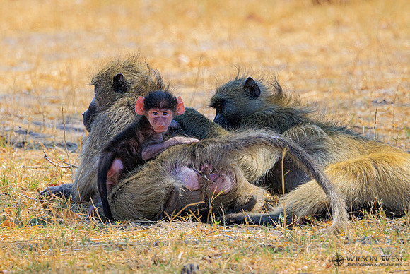 Baboon