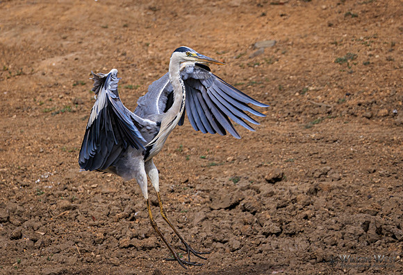 Gray Heron