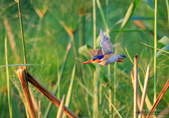 Malachite Kingfisher