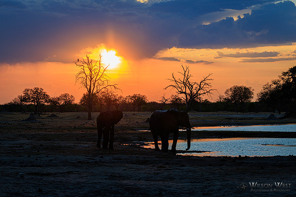 Sunset, Elephants