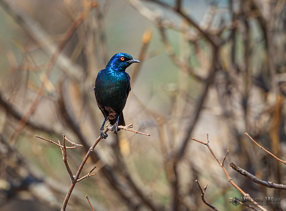 Cape Starling