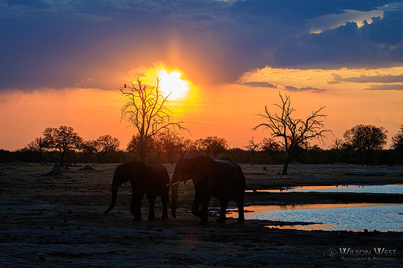 Sunset, Elephants