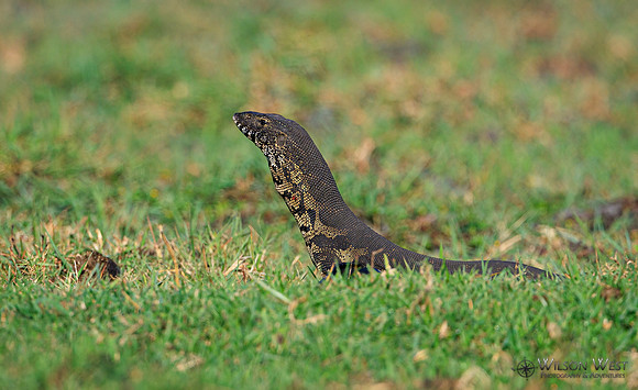Water Monitor