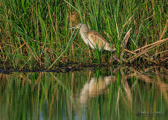 Squacco Heron