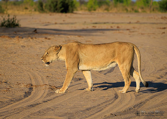 Lion