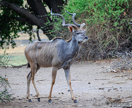 Greater Kudu