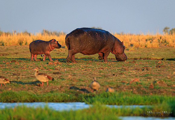 Hippopotamus