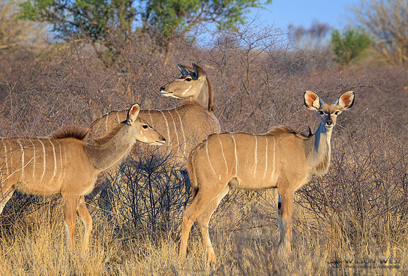 Greater Kudu