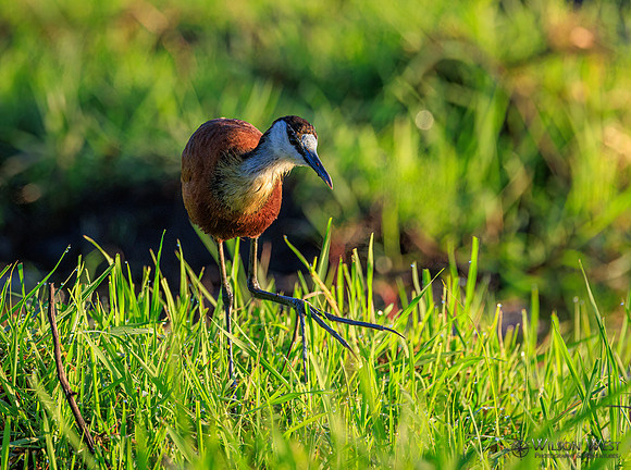 Jacana