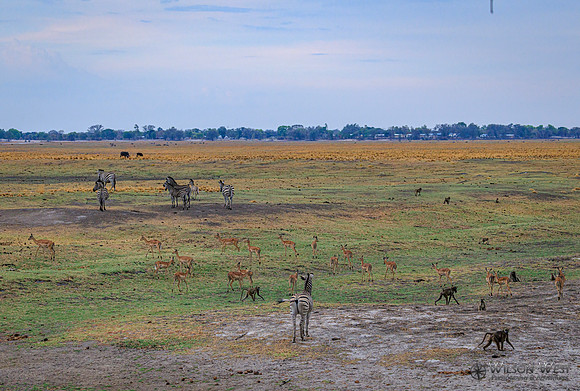 Baboon, Burchell's Zebra, Impala