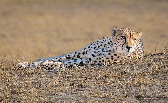 Cheetah