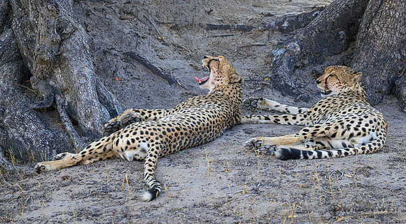 Cheetah